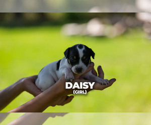 Jack Russell Terrier Puppy for sale in LITCHFIELD, MN, USA