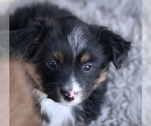 Miniature Australian Shepherd Puppy for Sale in COLLEGE STA, Texas USA
