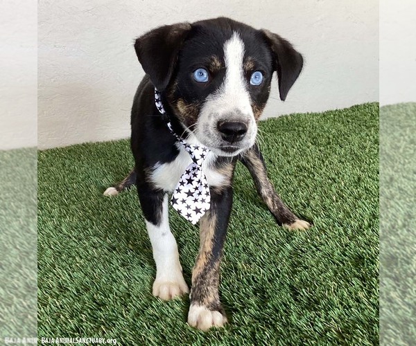 Medium Photo #3 Mutt Puppy For Sale in San Diego, CA, USA