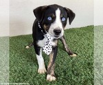 Small #2 Mutt