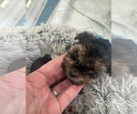 Small #3 Yorkshire Terrier