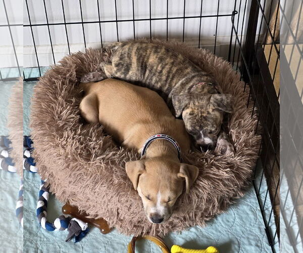Medium Photo #7 Mutt Puppy For Sale in Holly Springs, NC, USA