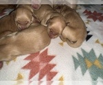 Puppy Puppy 6 Golden Retriever