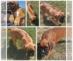 Small #2 Boxer