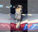 Small #2 Australian Shepherd Mix