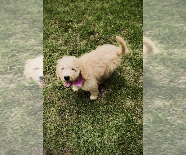 Medium Photo #3 Bernedoodle-Labradoodle Mix Puppy For Sale in HARRISBURG, IL, USA