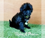 Small Photo #4 Whoodle Puppy For Sale in OVERGAARD, AZ, USA