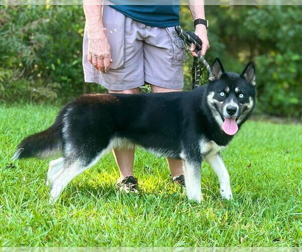 Medium Photo #3 Border Collie-Siberian Husky Mix Puppy For Sale in Cumming, GA, USA