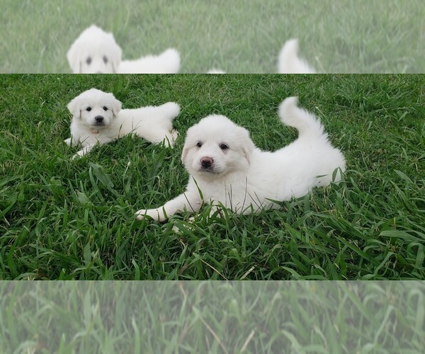 Medium Photo #10 Great Pyrenees Puppy For Sale in SHELBYVILLE, TN, USA