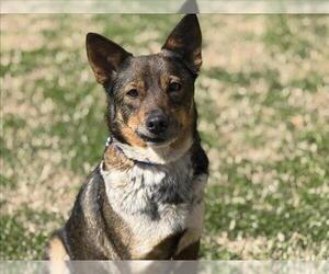 Australian Kelpie-Unknown Mix Dogs for adoption in Tulsa, OK, USA