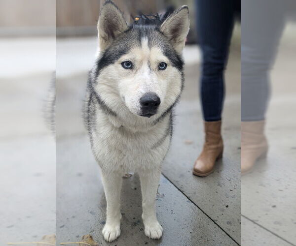 Medium Photo #3 - Mix Puppy For Sale in Muskegon, MI, USA