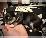 Small Photo #2 Miniature Australian Shepherd-Pomsky Mix Puppy For Sale in CHICAGO, IL, USA