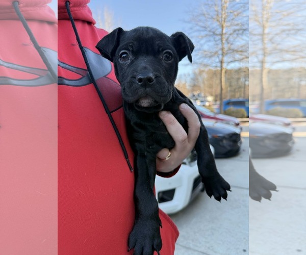 Medium Photo #5 Mutt Puppy For Sale in Holly Springs, NC, USA