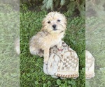 Albert - Male Shorkie Tzu Puppy for Sale - Photo #3