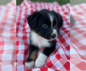 Australian Shepherd Puppy for sale in JEROMESVILLE, OH, USA