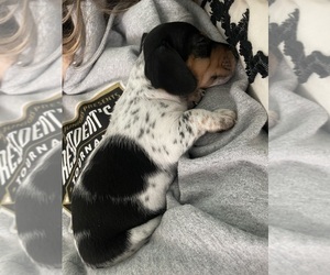Dachshund Puppy for sale in OLYMPIA, WA, USA