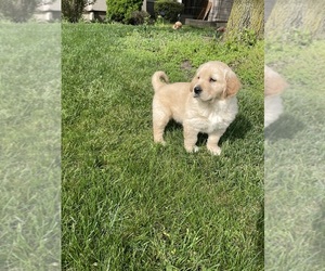 English Cream Golden Retriever Puppy for sale in MIDDLETOWN, OH, USA