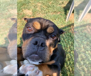 Holly - Female Staffordshire Bull Terrier-Unknown Mix Dog for Adoption - Photo #6