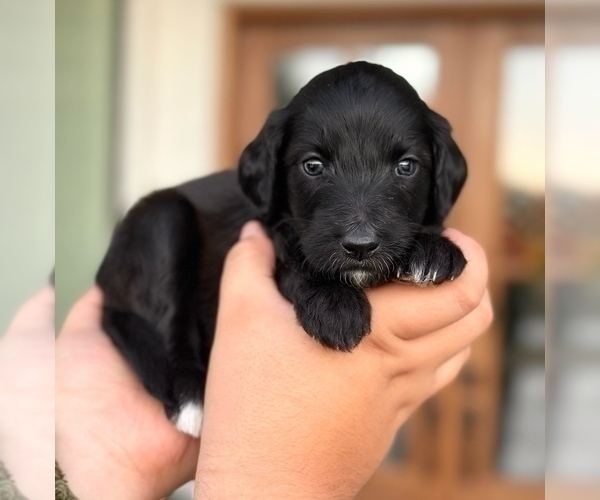 Medium Photo #3 Aussiedoodle Miniature  Puppy For Sale in ALLEN, TX, USA