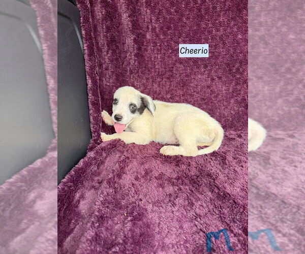 Medium Photo #1 Mutt Puppy For Sale in Brewster, NY, USA