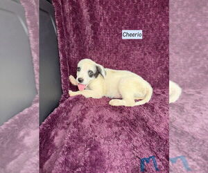 Mutt Dogs for adoption in Brewster, NY, USA