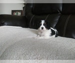 Small Photo #55 Cavalier King Charles Spaniel Puppy For Sale in HOWLAND, OH, USA