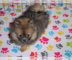 Small Photo #4 Pomeranian Puppy For Sale in ORO VALLEY, AZ, USA