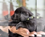 Small #23 Labrador Retriever