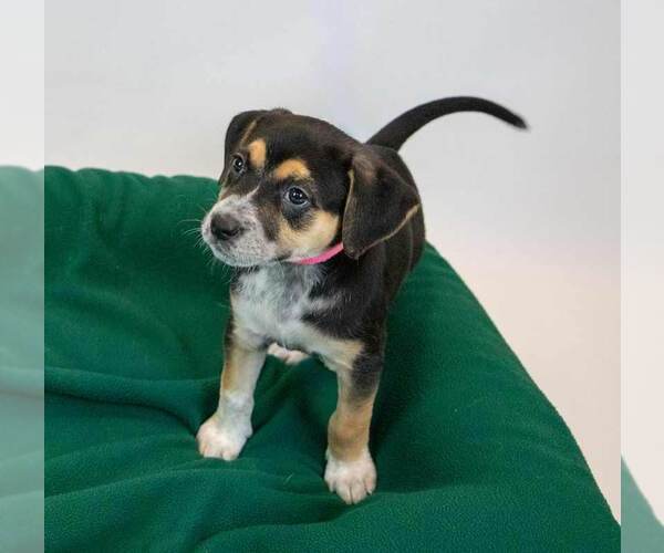 Medium Photo #2 Labbe Puppy For Sale in Kennesaw, GA, USA