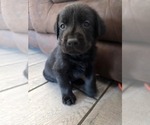 Small #3 Labrador Retriever