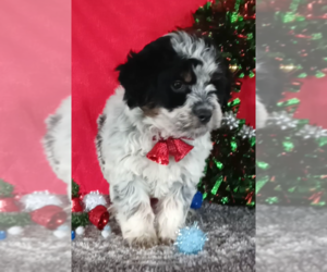 Aussiedoodle Miniature Puppy for sale in FREDERICKSBURG, OH, USA