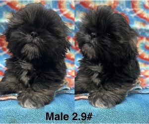 Shih Tzu Puppy for sale in NEW BOSTON, TX, USA