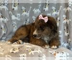 Small Photo #3 Aussiedoodle Puppy For Sale in LAKELAND, FL, USA