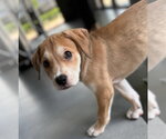 Small #1 Mutt
