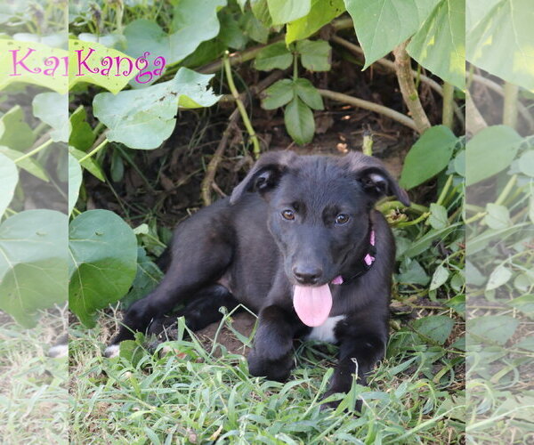 Medium Photo #2 Collie-Labrador Retriever Mix Puppy For Sale in Wakefield, RI, USA