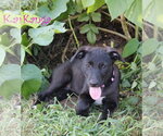 Small Photo #2 Collie-Labrador Retriever Mix Puppy For Sale in Wakefield, RI, USA