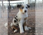Puppy BMF 2 Australian Shepherd