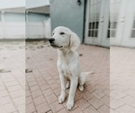 Small Photo #35 English Cream Golden Retriever Puppy For Sale in ORLANDO, FL, USA