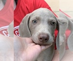 Small Photo #2 Weimaraner Puppy For Sale in WHITE HALL, AR, USA