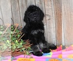 Small Photo #12 Australian Labradoodle Puppy For Sale in ASPERMONT, TX, USA