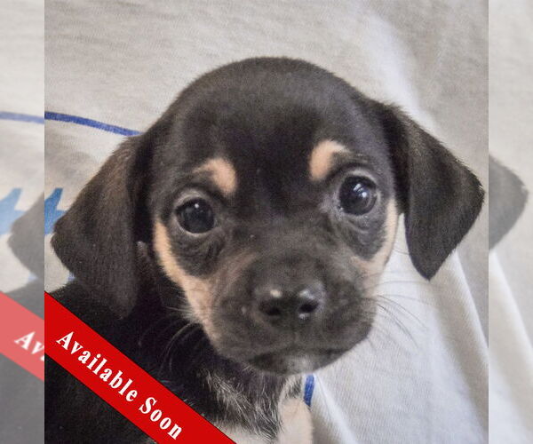 Medium Photo #1 Chiweenie Puppy For Sale in Huntley, IL, USA