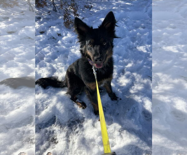 Medium Photo #5 Mutt Puppy For Sale in Chama, NM, USA