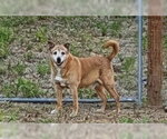Small #1 German Pinscher-Thai Ridgeback Mix