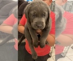Small Photo #5 Labrador Retriever Puppy For Sale in HENDERSON, NV, USA