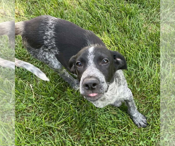 Medium Photo #3 Border Collie-German Shorthaired Pointer Mix Puppy For Sale in Grovertown, IN, USA