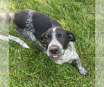 Small #2 Border Collie-German Shorthaired Pointer Mix