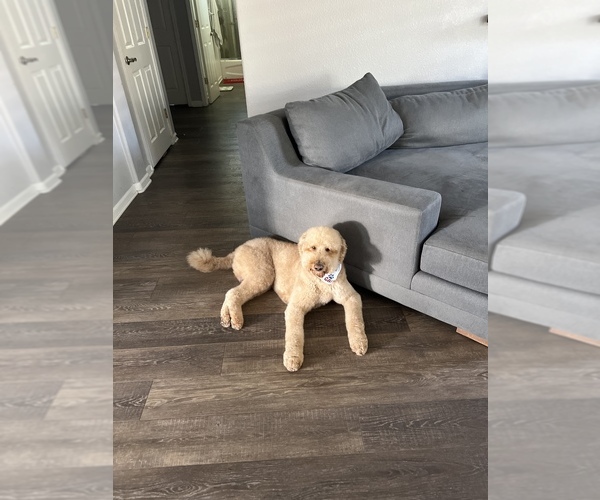 Medium Photo #1 Goldendoodle (Miniature) Puppy For Sale in YUBA CITY, CA, USA