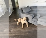 Small Photo #1 Goldendoodle (Miniature) Puppy For Sale in YUBA CITY, CA, USA