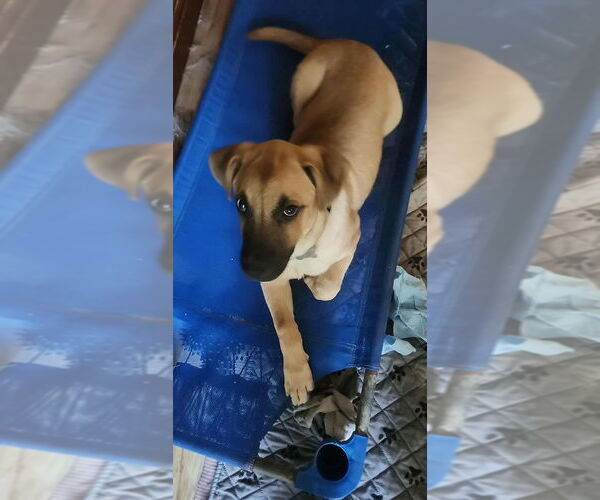 Medium Photo #3 Mountain Cur-Unknown Mix Puppy For Sale in Boston, MA, USA