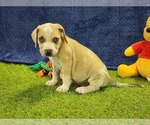 Small #1 Catahoula Leopard Dog